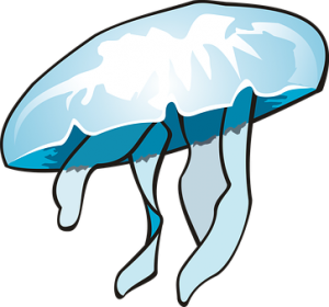 Jellyfish PNG-47068